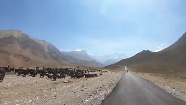 Мотоциклист едет по дороге в горы — стоковое видео