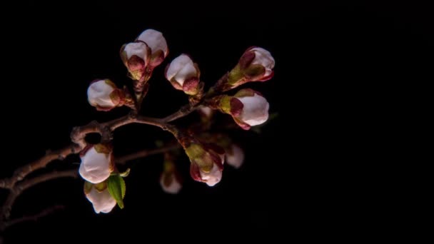 Flores de damasco floridas — Vídeo de Stock