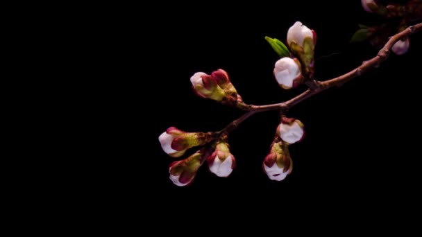 Flores brancas Flores — Vídeo de Stock