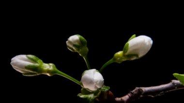 Kara Arkaplanda Çiçek açan Dallar