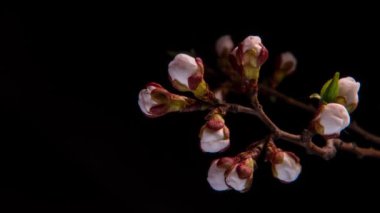 Beyaz Çiçekler Açar