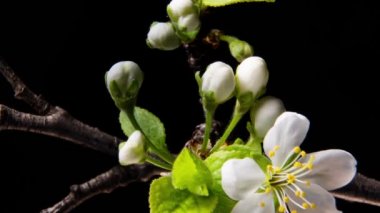 Kara Arkaplanda Çiçek açan Dallar