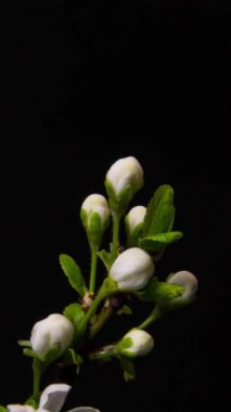 Kara Arkaplanda Çiçek açan Dallar