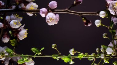 Çiçek açan çerçeve