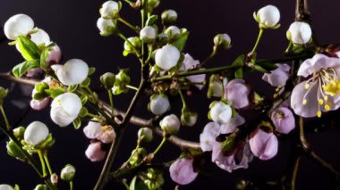Kara Arkaplanda Çiçek açan Dallar