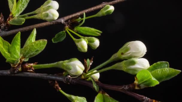 Blühende Zweige auf schwarzem Hintergrund — Stockvideo