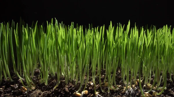 Buğday filizi takımıdır