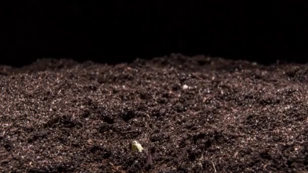 豆は地面から芽を出す — ストック動画