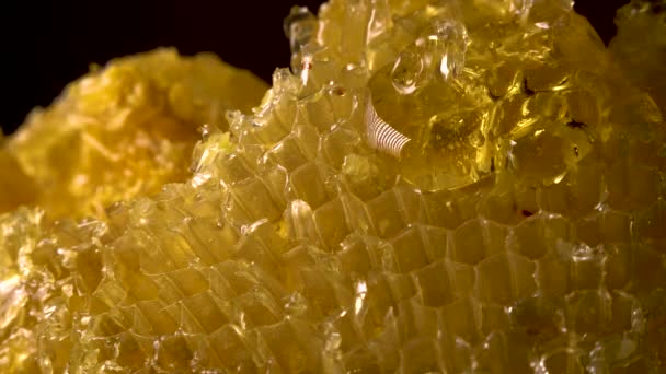 Honig fließt auf Honigwaben — Stockvideo