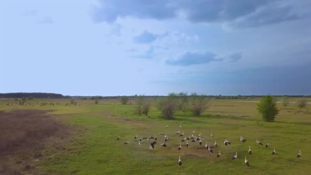 Белый аист на зеленом лугу — стоковое видео
