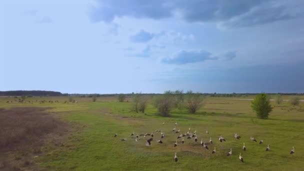 Yeşil çayırdaki beyaz leylekler — Stok video