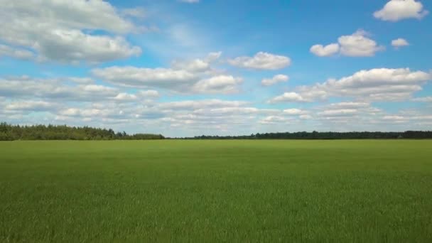 Vliegen over een groen veld en — Stockvideo