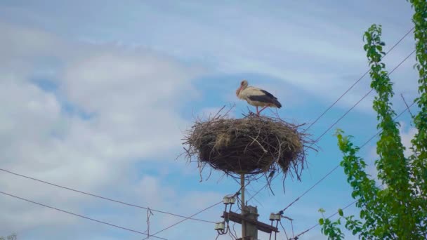 Cigüeña blanca en nido. — Vídeos de Stock