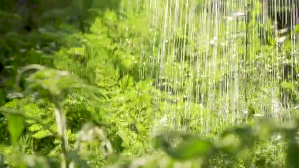 Groene kiemgroenten water geven — Stockvideo