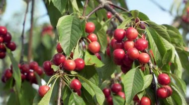 Bahçedeki ağaçta kiraz yetişiyor.