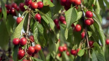Bahçedeki ağaçta kiraz yetişiyor.