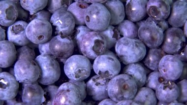 Yaban mersinlerini Döndür.