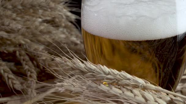 Bier mit Schaum und Weizen — Stockvideo