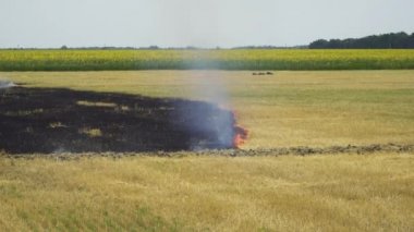Kuru çimen yanıkları, doğal afet.
