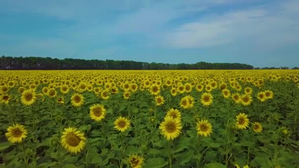 Voler champ de surfleur