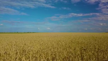 Buğday tarlası. Tarlada altın buğday kulakları. Buğday alanı üst görünümü