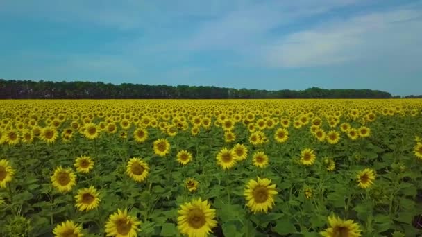 Flug über Sonnenblumenfeld — Stockvideo