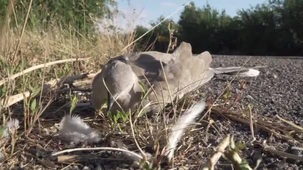 Un pájaro moribundo yace en la carretera después de ser atropellado por un coche — Vídeo de stock