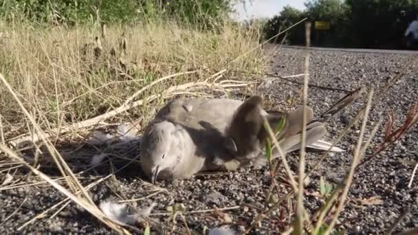 En döende fågelduva ligger på vägen efter att ha blivit påkörd av en bil — Stockvideo
