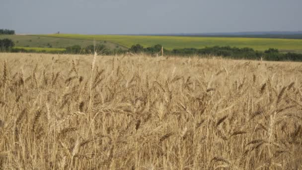 Grain harvest ripens in summer — Stock Video