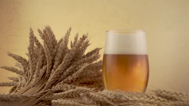 Bier mit Schaum und Weizen — Stockvideo