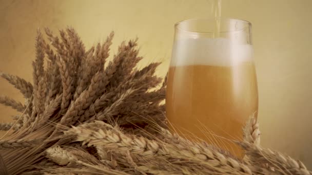 Пиво и пшеница — стоковое видео