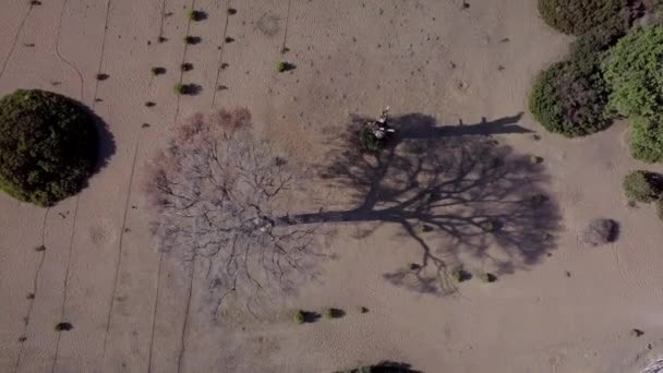 Árbol seco en la arena — Vídeo de stock