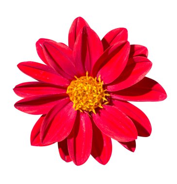 Beyaz arka plan üzerinde izole çiçek. çiçek üstten görünüm .