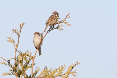 iki kuş bir dala oturuyor. mavi SK karşı serçeler