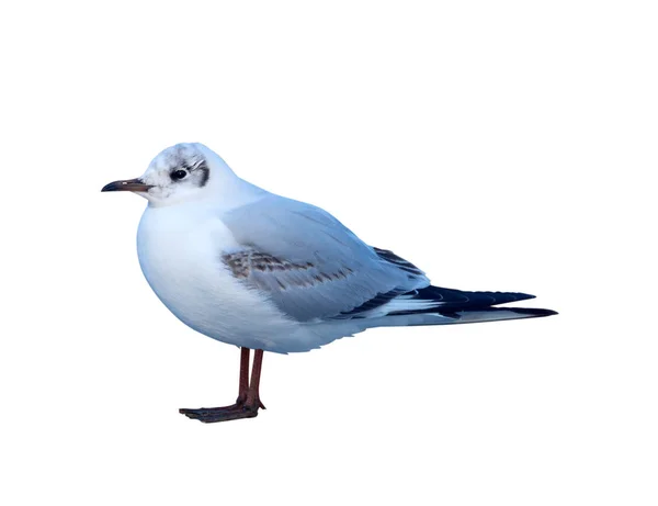 Seagull isolated on white background. — Stock Photo, Image