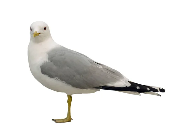 Martı beyaz arkaplanda izole edildi. 