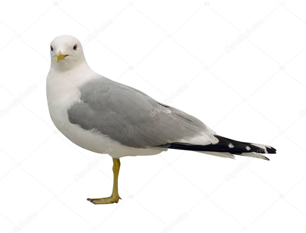seagull isolated on white background. 