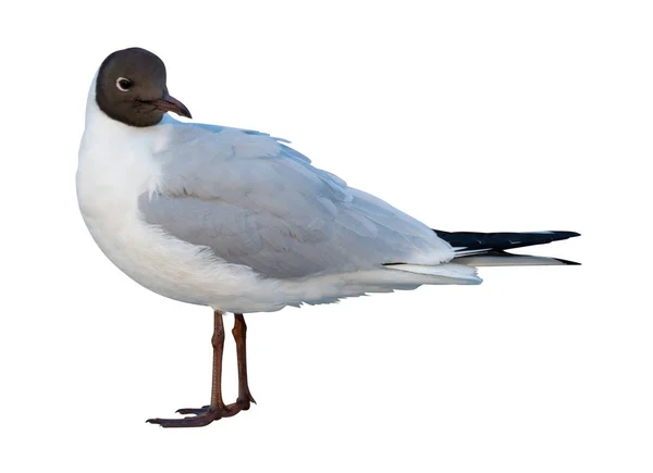 Mås isolerad på vit bakgrund. — Stockfoto