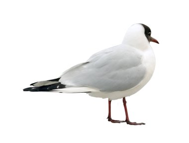  Martı beyaz arkaplanda izole edildi.  