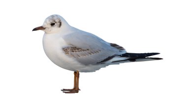  Martı beyaz arkaplanda izole edildi.  