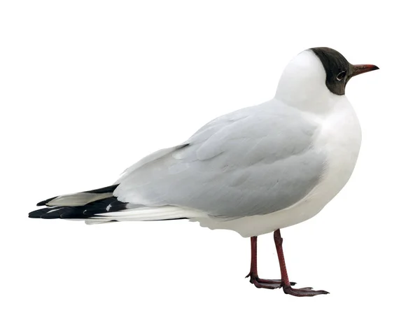 Zeemeeuw geïsoleerd op witte achtergrond. — Stockfoto