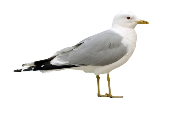 Zeemeeuw geïsoleerd op witte achtergrond. — Stockfoto