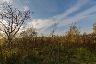 Ağaçlar bir sonbahar akşamında bir çayırda durur. Sonbaharda doğa  