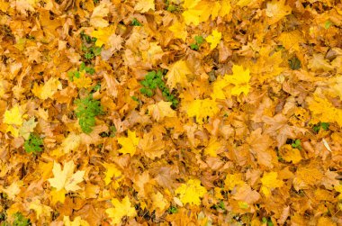 Güzel sonbahar ormanı. Sarı ve kırmızı yapraklar döküldü.