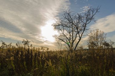 Ağaçlar bir sonbahar akşamında bir çayırda durur. Sonbaharda doğa  