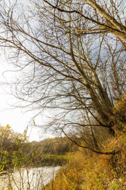 Sonbahar ormanındaki nehir. Sonbahar manzarası