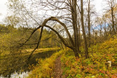 Sonbahar ormanındaki nehir. Sonbahar günü orman nehri manzarası. Beyaz Rusya 'nın doğası