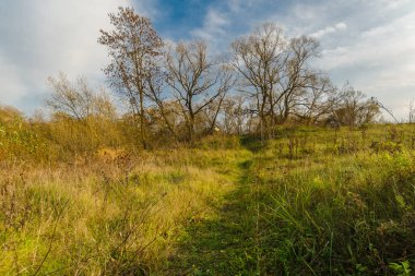 Sonbahar ormanında yürümüş bir patika. Sonbahar manzarası