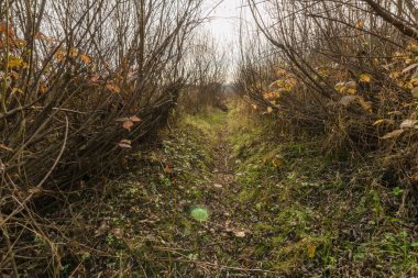 Sonbahar ormanında yürümüş bir patika. Sonbahar manzarası
