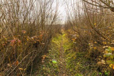 Sonbahar ormanında yürümüş bir patika. Sonbahar manzarası